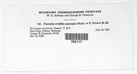 Puccinia crepidis-montanae image